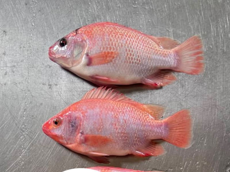 Nila Merah Fishionary